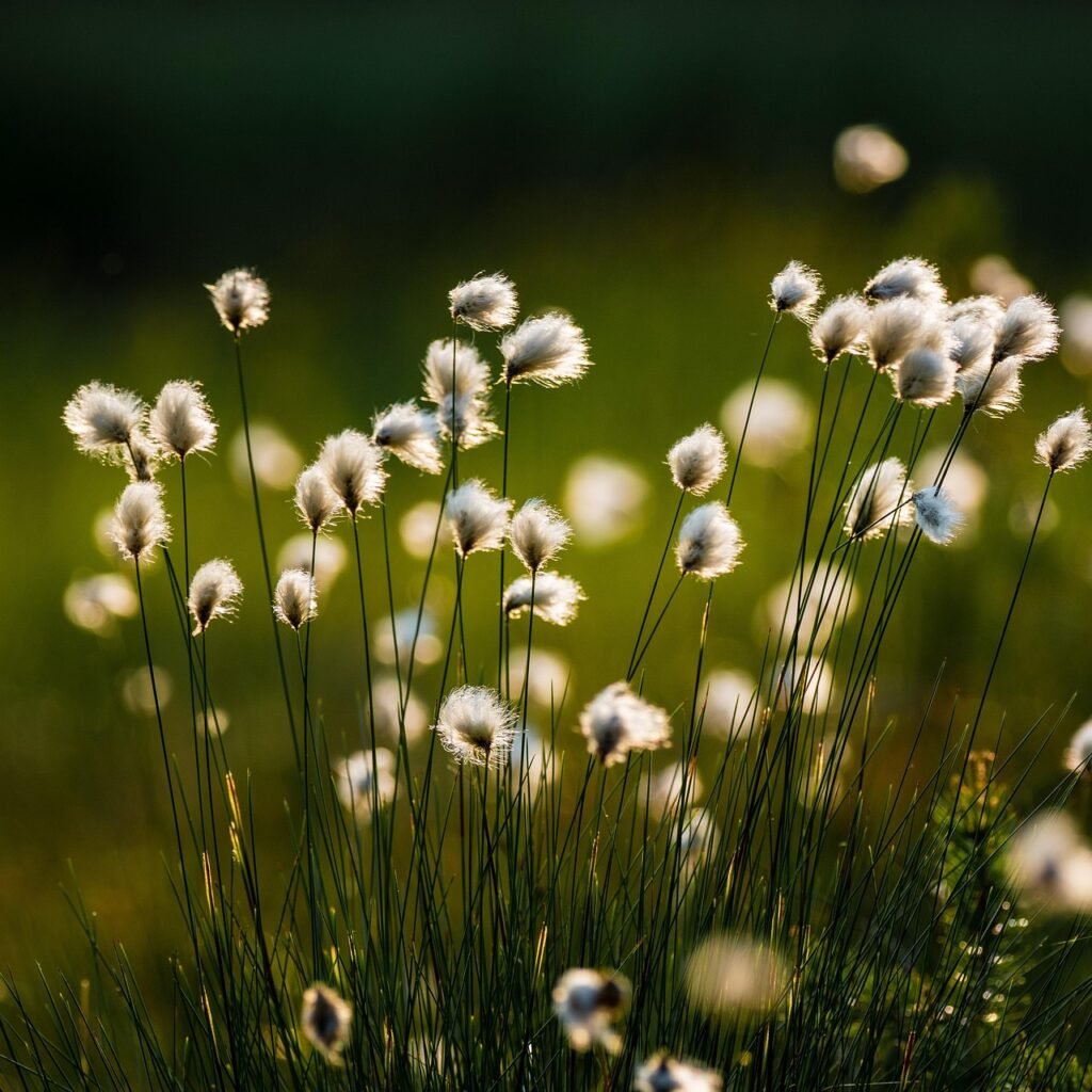 cotton grass, flower wallpaper, flower background, flower, plant, swamp, marsh, nature, beautiful flowers, spring, botany, growth